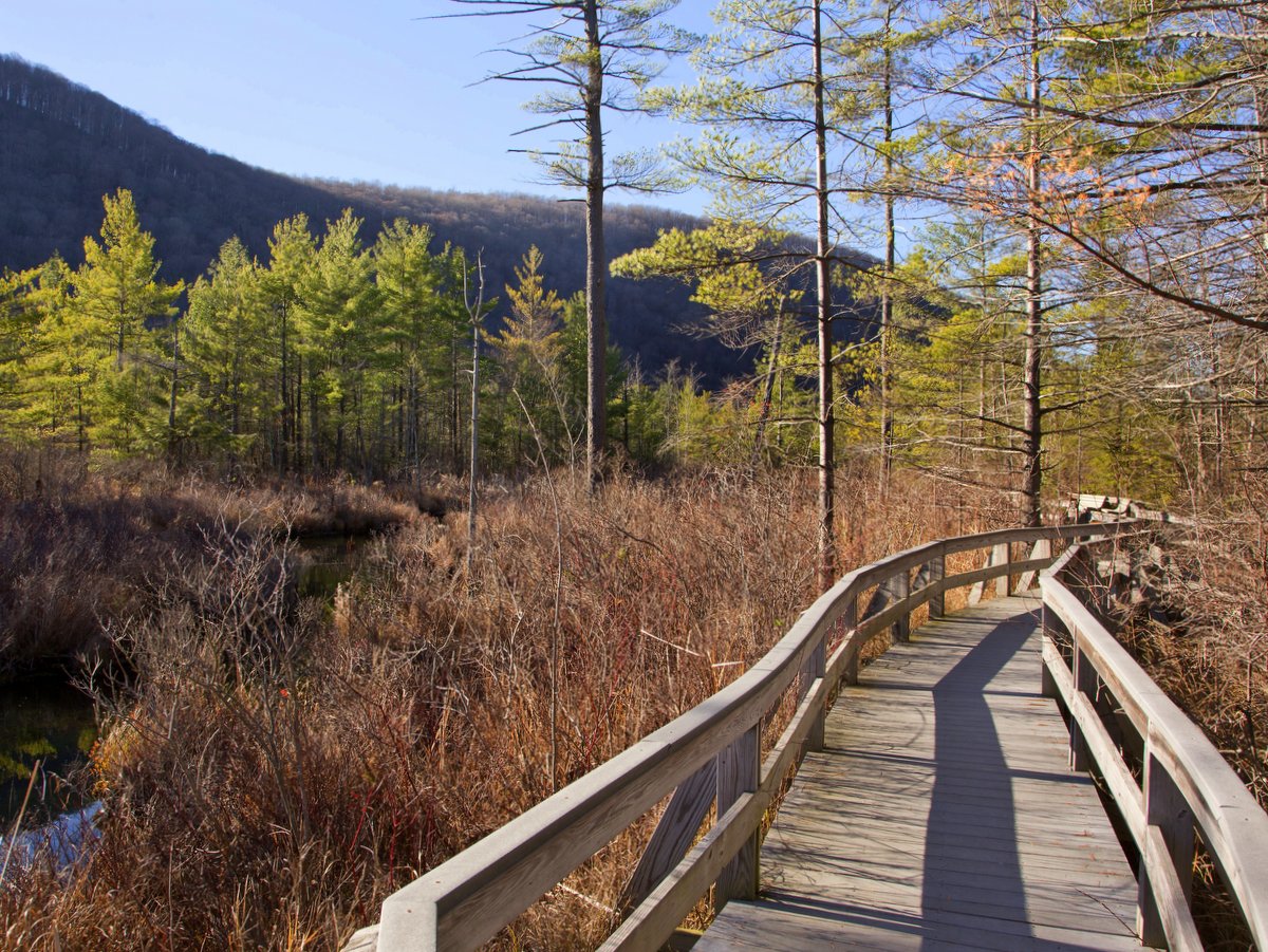 A wooden boardwalk through a natural area