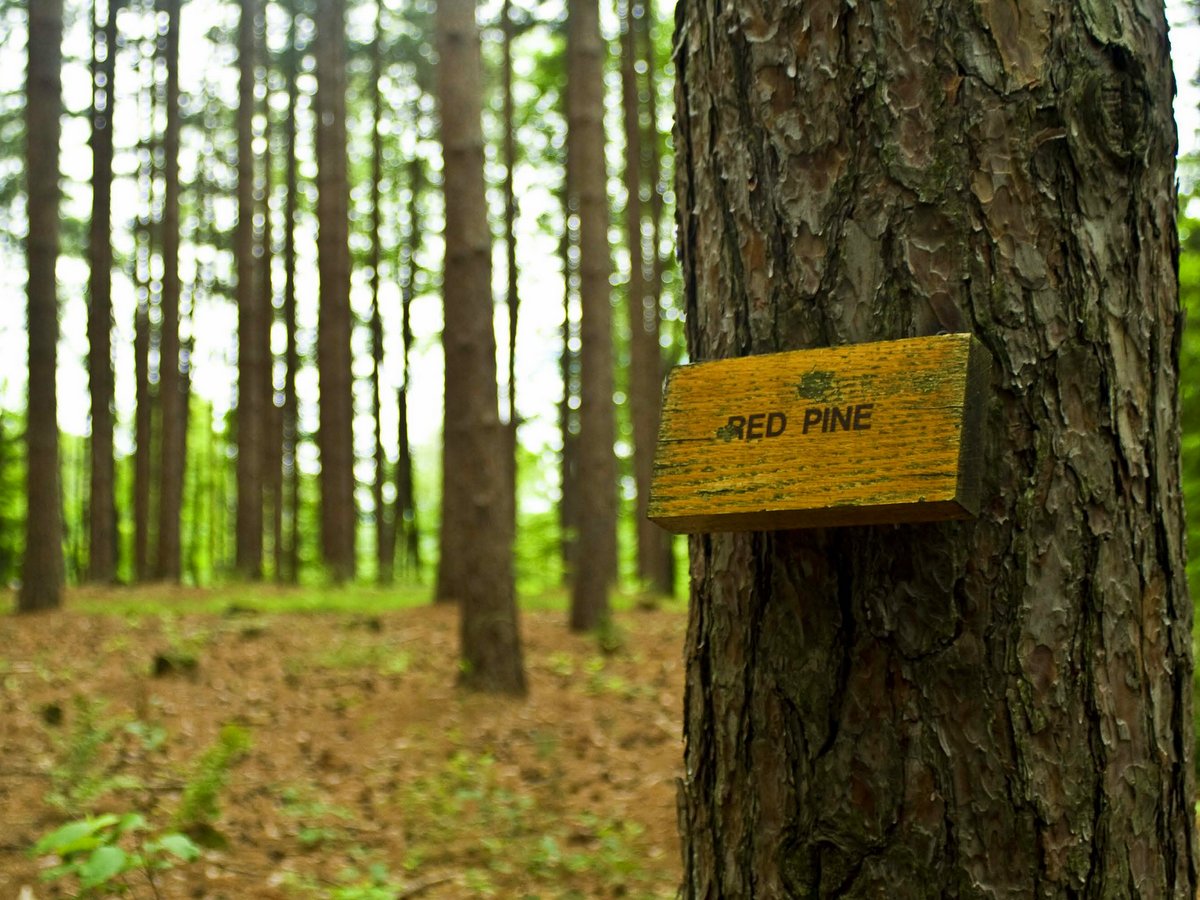 A sign on a tree that reads "red pine"