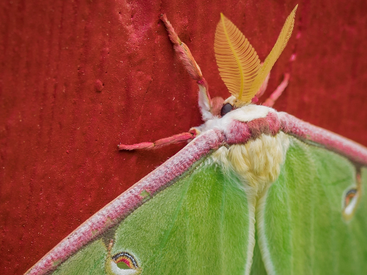 A luna moth