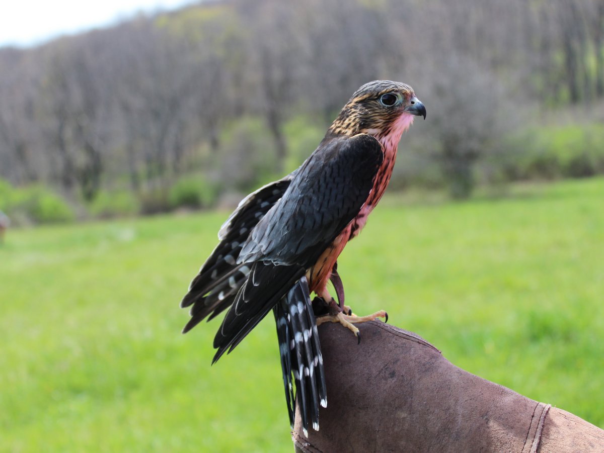 A Merlin