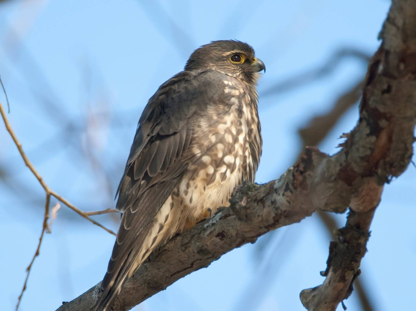 The Mysterious Merlin – Go Finger Lakes