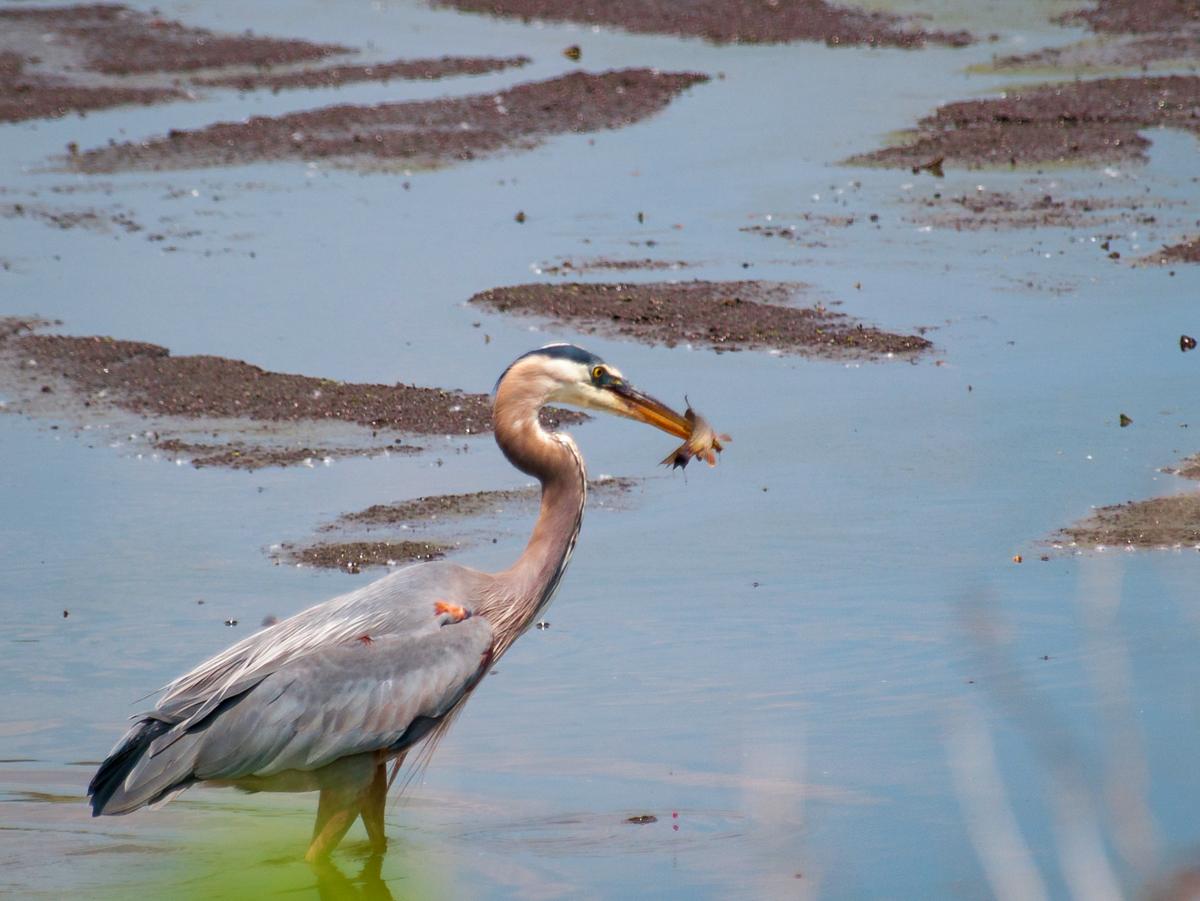 Heron at Montezuma National Wildlife Refuge