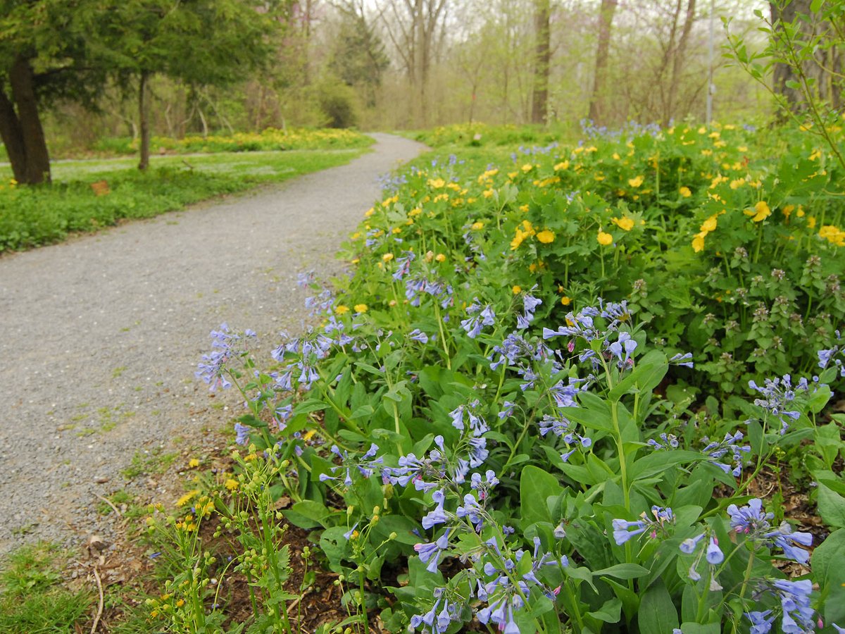 A stone dust trail bordered by wildflowers