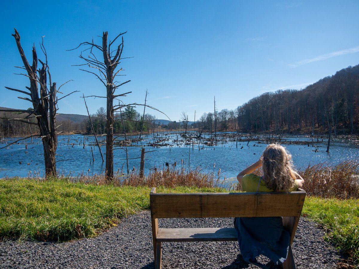 A woman sitting on a bench in front of a wetland area