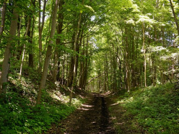 A dirt path through the woods