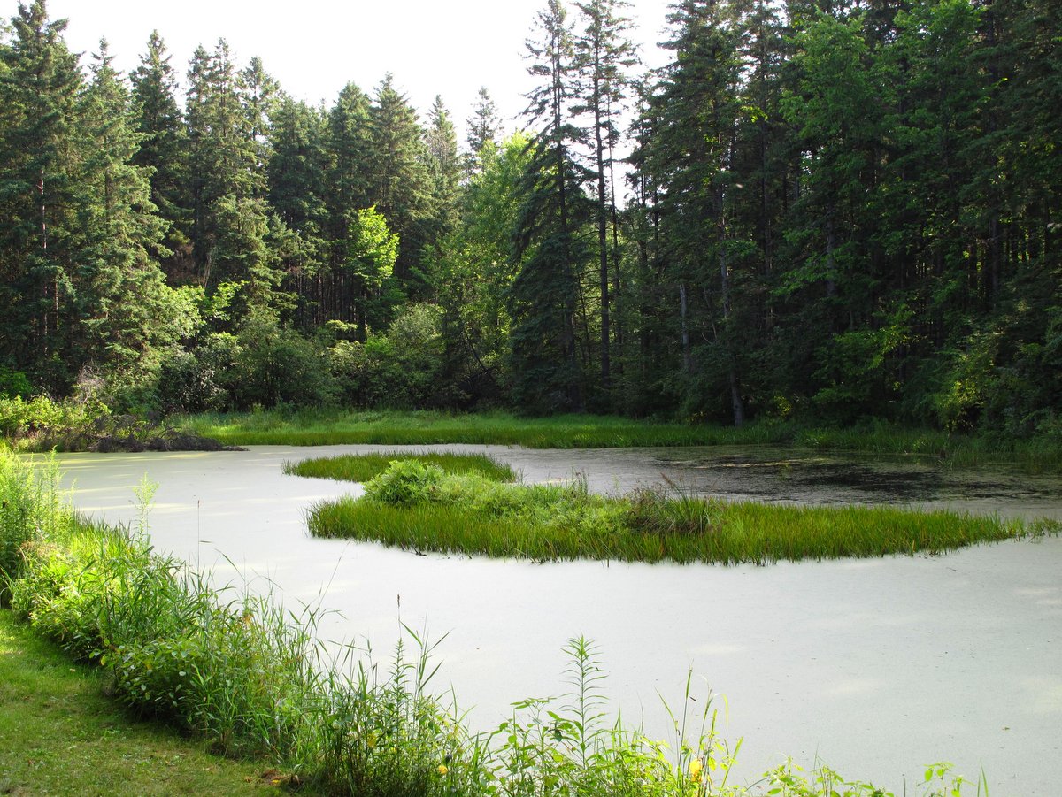 A pond surrounded by trees