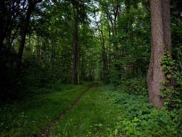 A narrow trail through a grassy area