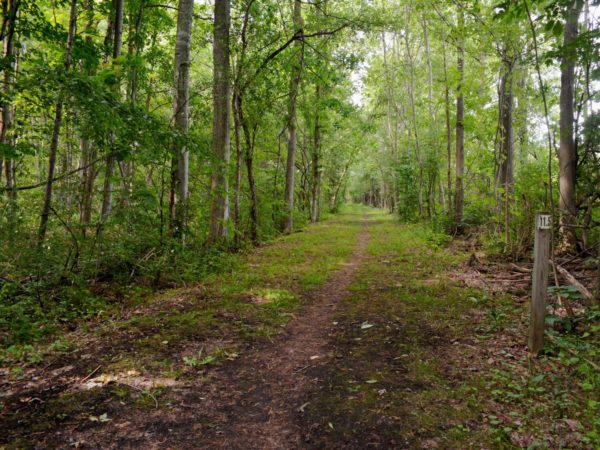 A dirt trail through the woods