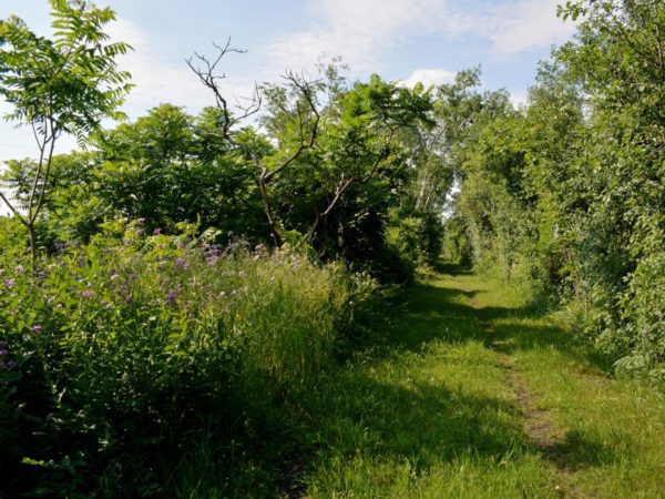 A mowed trail