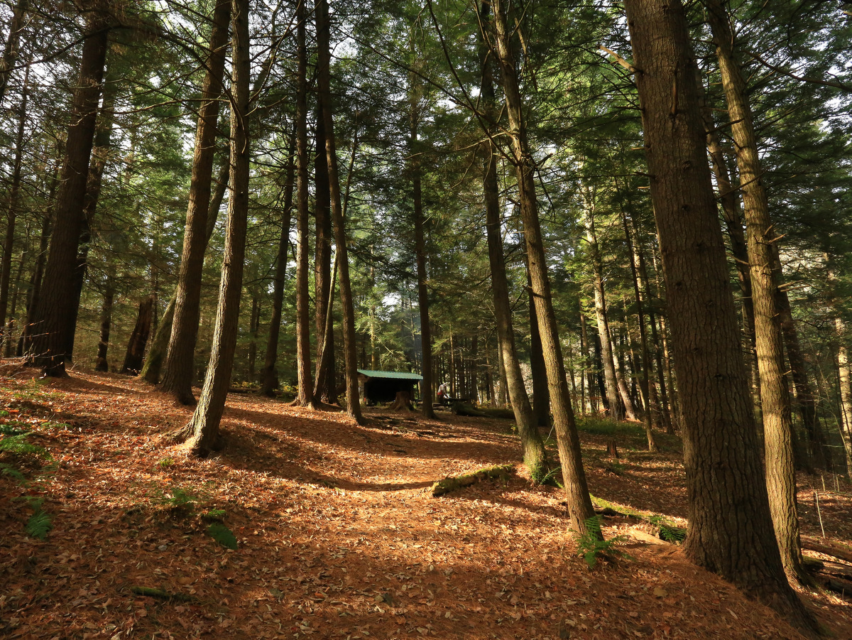 A trail leading to a lean-to in the woods