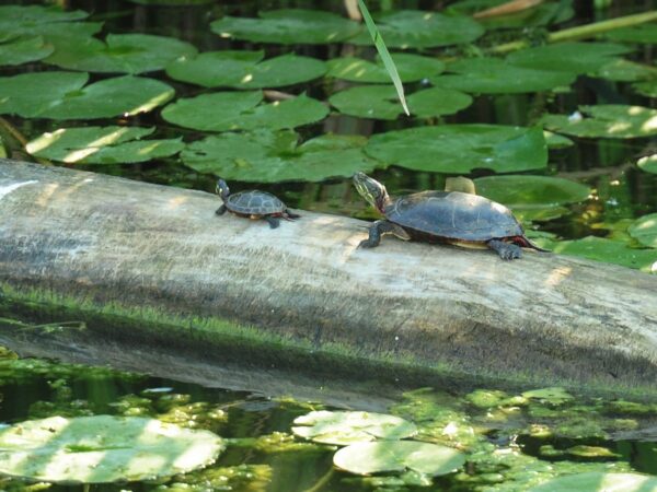Two turtles on a log