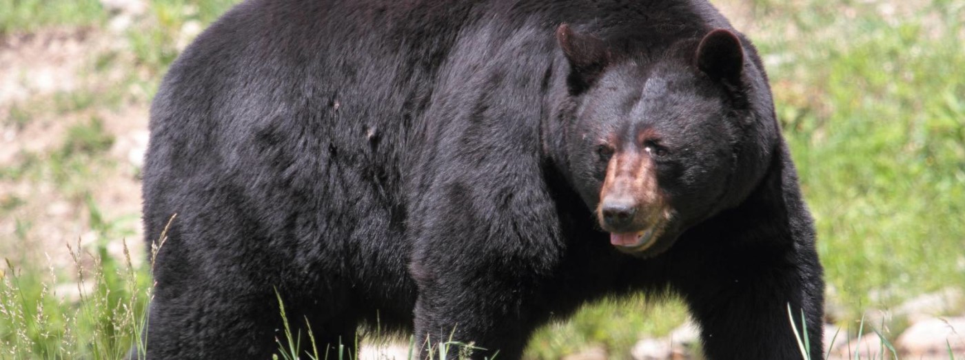 Black Bear Hibernation – Go Finger Lakes