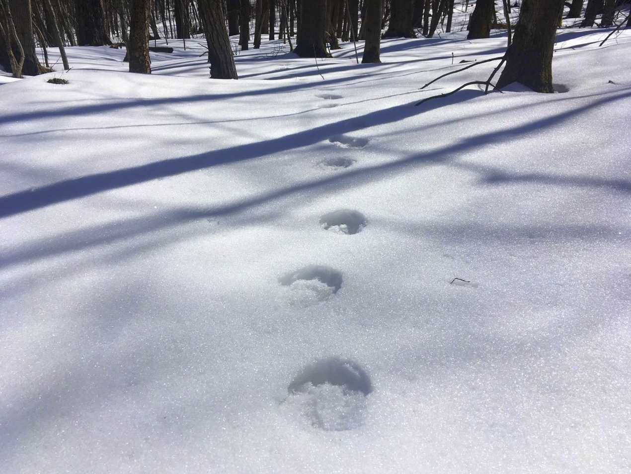 Bear tracks in snow