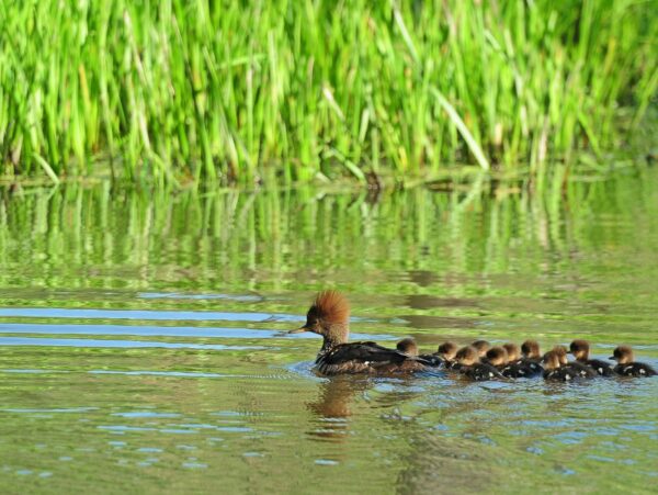 A Wood Duck with ducklings