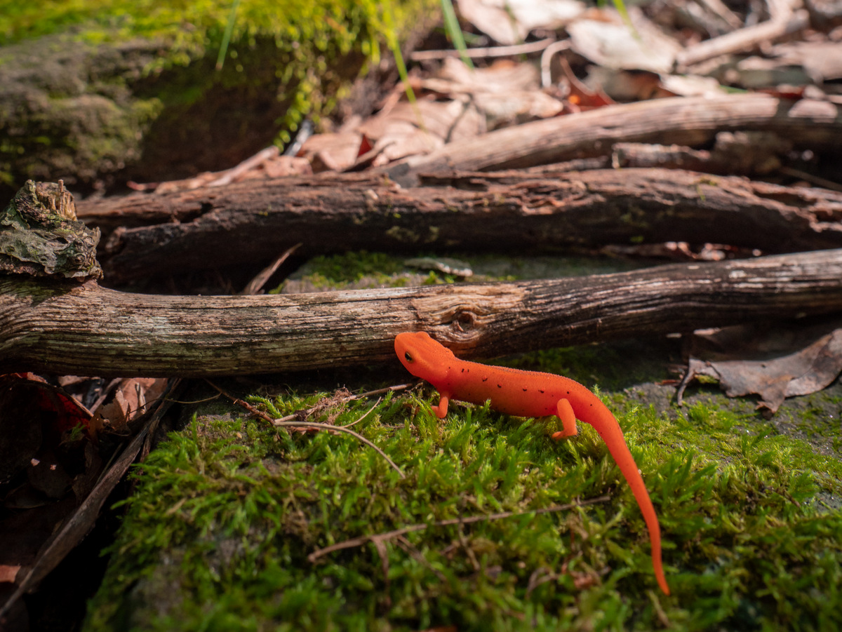 A red newt