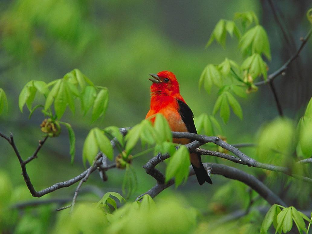 Scarlet Tanager